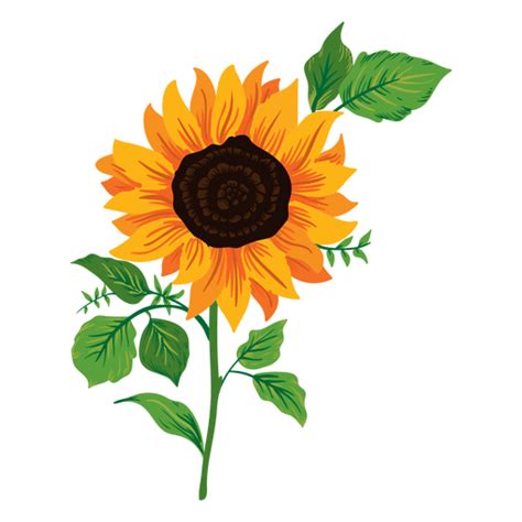 Sunflower Drawing Transparent Png Svg Vector File Images