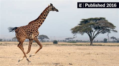 Giraffes Towering And Otherworldly Are ‘vulnerable To Extinction