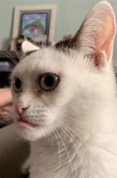 Ảnh Mèo Bựa Buồn Cười Hài Hước Nhất Làm Meme Avatar Mới Nhất 2023