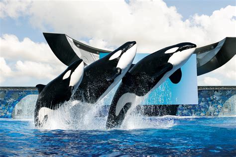 Shamu Wallpapers Wallpaper Cave