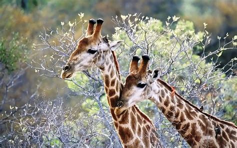 Pair Of Giraffes Wildlife Giraffes Animals Africa Hd Wallpaper