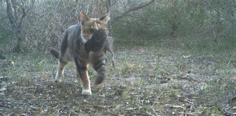 Wa Feral Cat Working Group On Twitter Feralcats Threaten Our Unique And Remarkable Native
