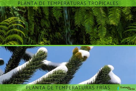 ADAPTACIONES De Las PLANTAS Tipo Ejemplos Y Fotos Resumen