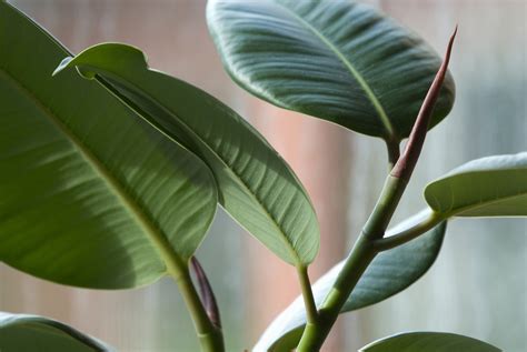House Plants That Can Help Purify The Air In Beijing