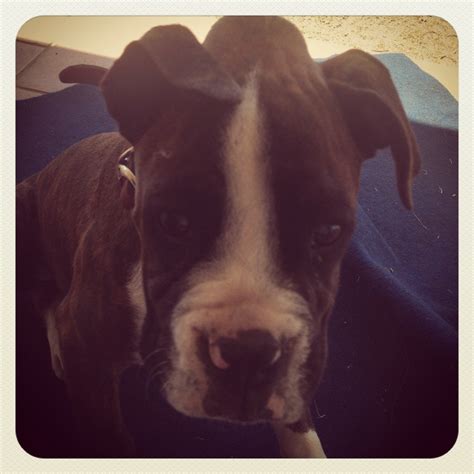 Bump On Puppys Head Boxer Forum Boxer Breed Dog Forums