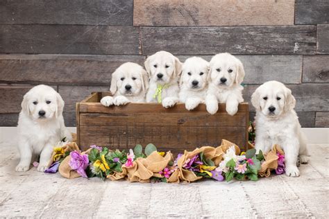 New Best Friend Majestic Manor Goldens