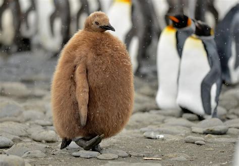 Baby Penguin Raww