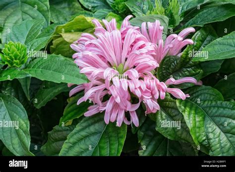 Brazilian Plume Flamingo Plant Jacobinia Justicia Hi Res Stock