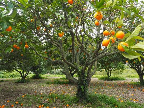 Check spelling or type a new query. Free Images : branch, fruit, flower, orange tree, fruitful ...