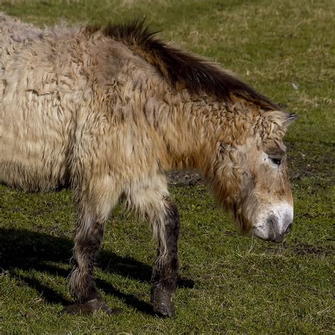 Equus Ferus Przewalskii Przewalskipaard Ouwesok Flickr