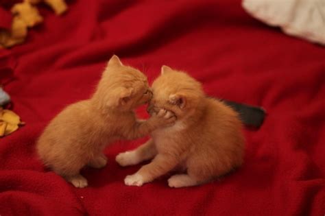 Kitty Kiss Pic Amazing Creatures