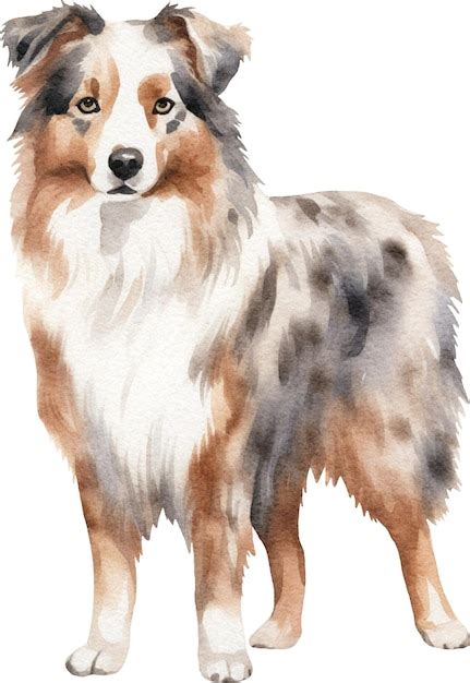 Premium Ai Image Australian Shepherd Dog Watercolor