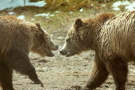 Grizzly Bears Playing 3 Free Stock Photo Public Domain Pictures
