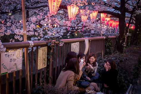 Japan Cherry Blossom Viewing Hanami Parties Celebrate Ancient Tradition Using Selfie Sticks