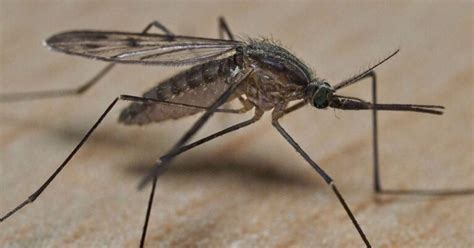 Thats Life Mosquitoes Super Resistant To Insecticides Identified In