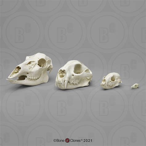 Dietary Comparison Economy Skull Set Bone Clones Inc Osteological