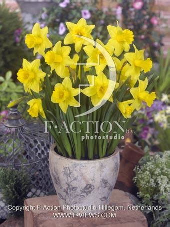 But this variety's real star planting instructions. Rijnveld's Early Sensation P. Pennings