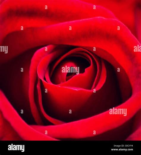 Close Up Of A Beautiful Red Rose Stock Photo Alamy