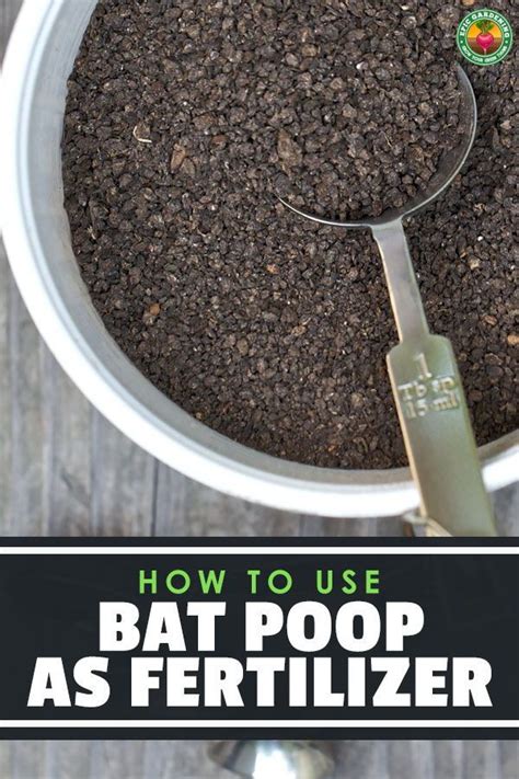 Bat Guano Or Bat Dung Is A Fantastic Fertilizer High In Nitrogen And