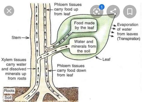 How Do You Show That Phloem Transport Food Prepared By Leave Explain By