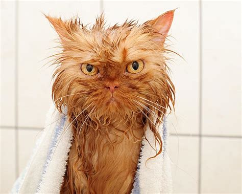 Stop What You Re Doing And Look At These Hilarious Pictures Of Funny Wet Cats
