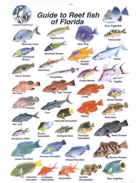 Waterproof Fish Identification Card Florida Fish Id Card