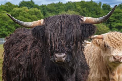 Unraveling the Enigma: Highland Cattle's Mysterious Origins and
