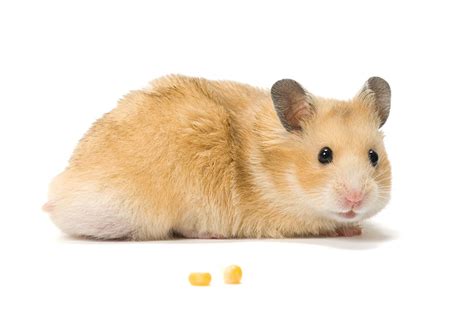 What Types Of Hamster Are The Friendliest Getting A Hamster Hamsters
