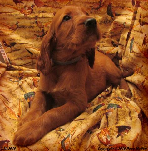 Muffett Farms ~ Akc Irish Setter Puppies