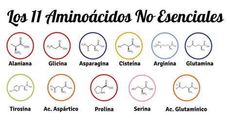 Los 20 Aminoácidos Esenciales Y No Esenciales Características Y