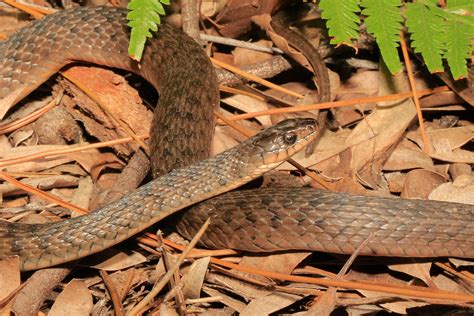 Snake Snake Species List Types Of Snakes Happyserpent People