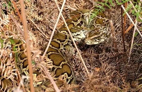 Burmese Python Description Habitat Image Diet And Interesting Facts