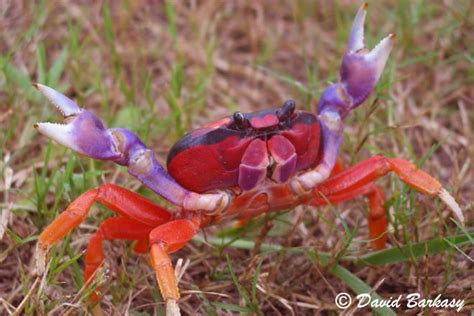 17 Best Images About The Crab And The Lobster On Pinterest