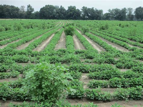 Herbicide Programs For Cotton And Peanuts Panhandle Agriculture