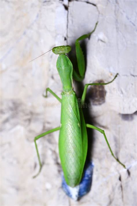 A Pregnant Mantis Is Laying Eggs Stock Image Image Of Hunting