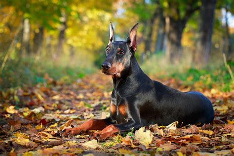 Merrick grain free dry puppy food merrick puppy dry dog food provides a good nutritional start for your pooch. 6 Best Foods to Feed your Adult and Puppy Doberman Pinscher