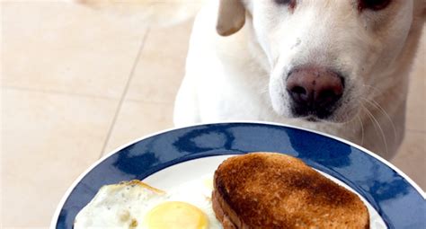 Being high in sugar, calories and carbs are just a few reasons. Can Dogs Eat Sourdough Bread? - Is it Bad?