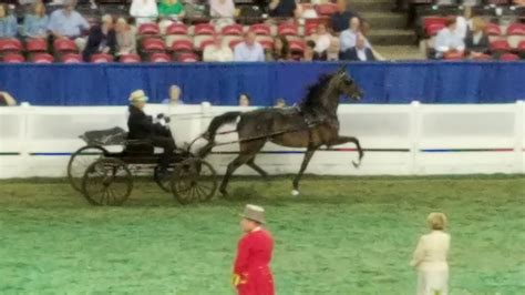 The American Saddlebred 82517 Worlds Championship Horse Show At