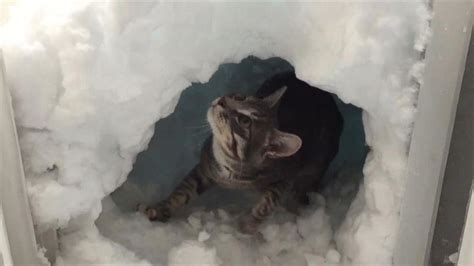 My Cat After A Blizzard A Couple Years Ago Rblizzard