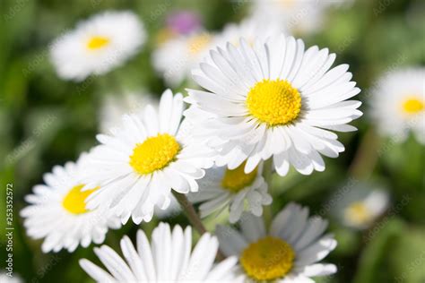 Daisies Symbolize Innocence And Purity The Daisy Is Freya S Sacred