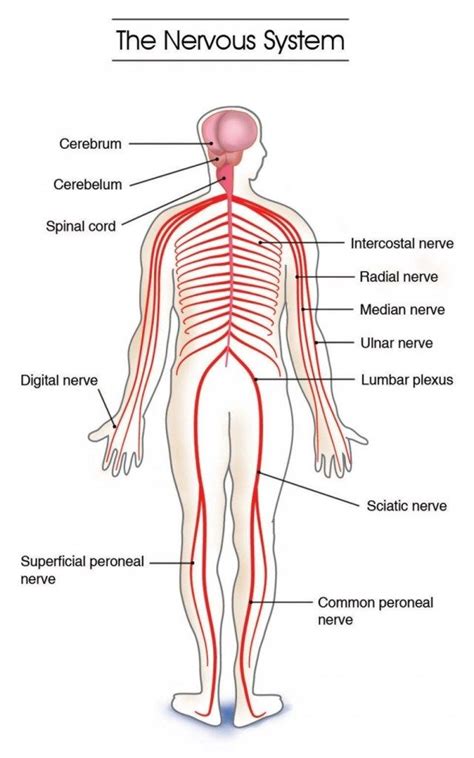 Neurons take in stimuli and convert them to electrical and chemical signals that are sent to our brain. Endocrine System Diagram For Kids . Endocrine System ...