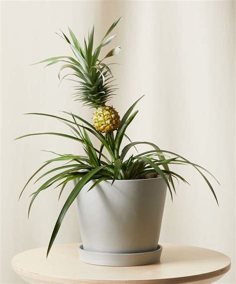 Buy Potted Bromeliad Pineapple Indoor Plant Bloomscape Plants