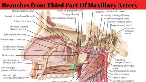 Branches Of Third Part Of Maxillary Artery Course Distribution Arteries Human Anatomy And