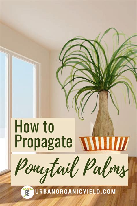 Here's 9 types of cacti so, with all the types of cacti out there, how do you settle on a few serious plants? How to Regrow Ponytail Palms in 2020 | Propagating plants ...