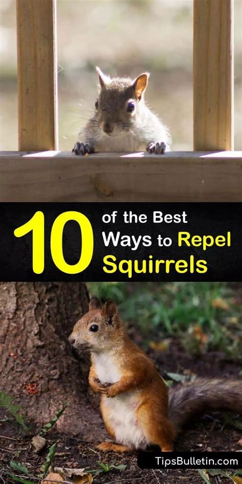 Squirrel Repellant Rodent Repellent Repellents Ground Squirrel Red