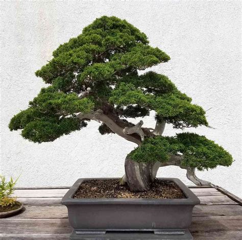 Common Bonsai Tree Species To Grow