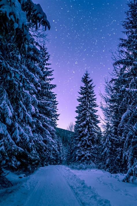 Snowy Trees Wallpaper 4k Winter Forest Frozen Snow Covered Night