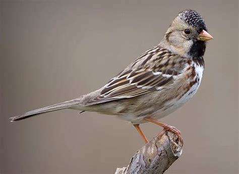 Harriss Sparrow Identification All About Birds Cornell Lab Of