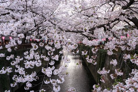 8 Best Places for Sakura Viewing in Tokyo | TiptoeingWorld