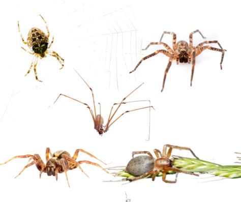The Common Spiders Of Virginia James River Pest Solutions